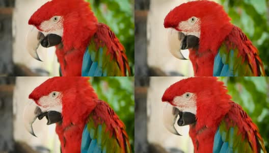 近距离观察红亚马逊猩红色金刚鹦鹉或澳门，在热带丛林森林。丰富多彩的鸟类画像高清在线视频素材下载