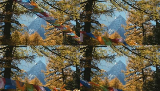 神圣的仙奈日山，五彩的经幡飘扬在亚丁的秋林中高清在线视频素材下载