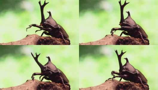 日本犀牛甲虫高清在线视频素材下载