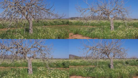 西班牙马略卡岛巴利阿里群岛上的大型雏菊草地/白菊花地和无花果树高清在线视频素材下载