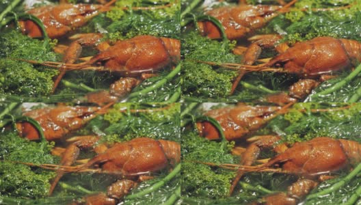 红小龙虾在水里煮，加入莳萝和盐高清在线视频素材下载