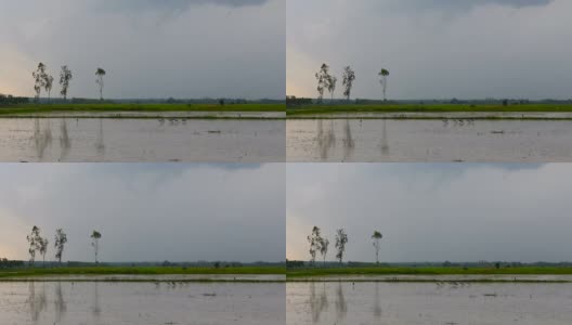 雨中稻田里的鸟高清在线视频素材下载