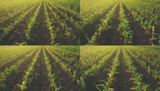清晨阳光下的玉米幼苗-农田高清在线视频素材下载