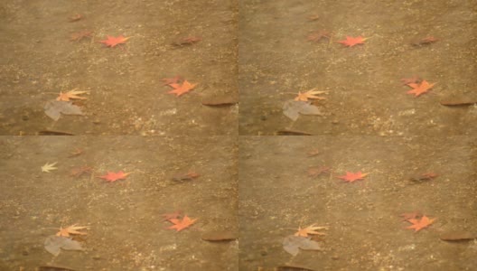 固定:枫叶的落叶在清澈的溪水底部高清在线视频素材下载