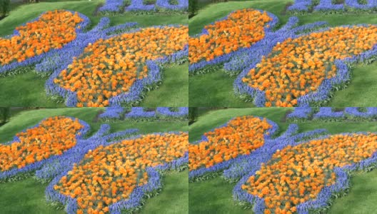 有趣美丽的巨大盛开的牡丹橙色郁金香在春天的花园蝴蝶的形式高清在线视频素材下载