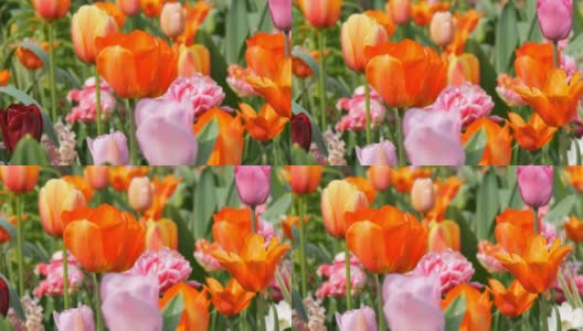 在世界著名的库肯霍夫皇家公园里，五彩缤纷的黑、黄、红、粉、白郁金香美丽地混合在一起。郁金香田近观荷兰，荷兰高清在线视频素材下载