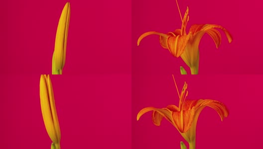 在红色背景上，一朵百合花盛开、生长和旋转的4k时间流逝。盛开的百合花。高清在线视频素材下载