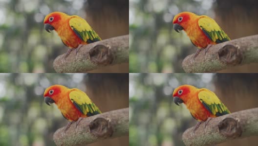 彩色鹦鹉鸟肖像，嘴，橙色的头和彩色的羽毛。费舍尔的爱鸟有一个美丽的颜色在一个笼子里。高清在线视频素材下载