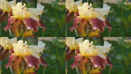 黄色的鸢尾在初夏开花。日落时，水滴落在白色的鸢尾花上。高清在线视频素材下载
