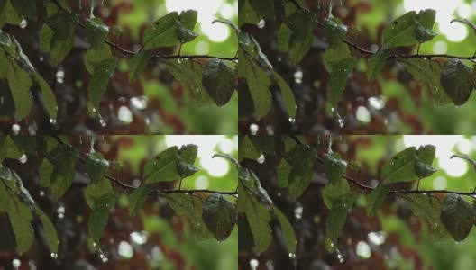 雨点落在树叶上高清在线视频素材下载