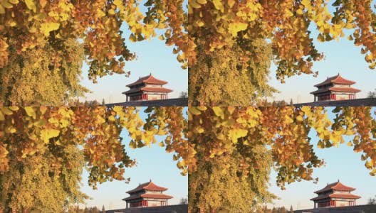 秋天的紫禁城全景高清在线视频素材下载