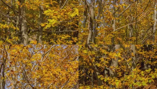 森林里一片秋叶高清在线视频素材下载