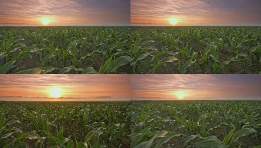 太阳升起时的玉米地高清在线视频素材下载
