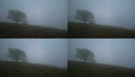 雾中孤独的老树高清在线视频素材下载