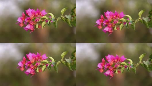 粉红色的叶子花属葡萄树高清在线视频素材下载