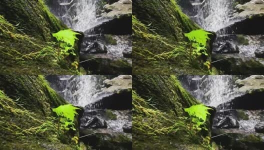 雨林瀑布高清在线视频素材下载