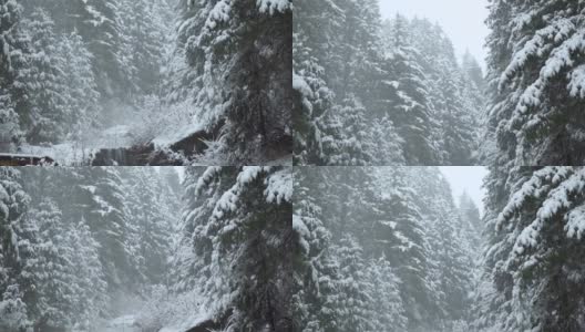 在印度喜马恰尔邦的马纳里，冬天下雪时，慢镜头拍摄的雪落在被雪覆盖的森林中的松树前。冬天森林里下雪了。高清在线视频素材下载