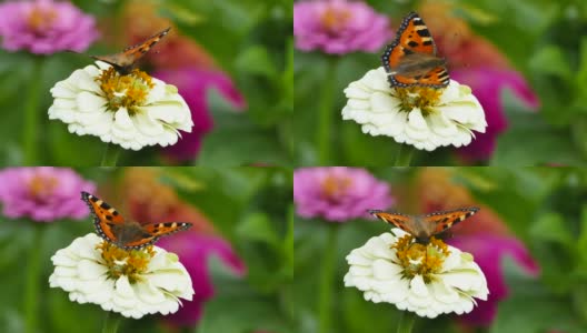 蝴蝶上花园花-小龟甲(Aglais urticae)上白色百日草优雅高清在线视频素材下载