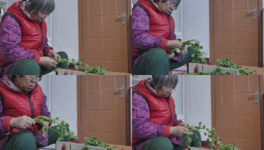农民和老妇人挑选香菜，把冬天储存的绿叶和蔬菜分拣出来。高清在线视频素材下载