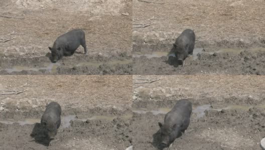 黑猪1 - HD 1080/30f高清在线视频素材下载