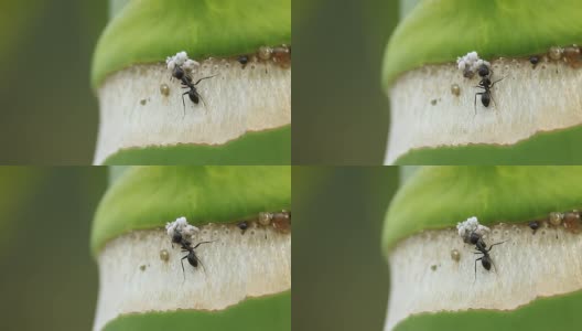 蚂蚁吃蚜虫高清在线视频素材下载