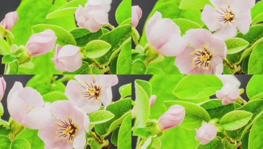 贴梗海棠的花朵高清在线视频素材下载