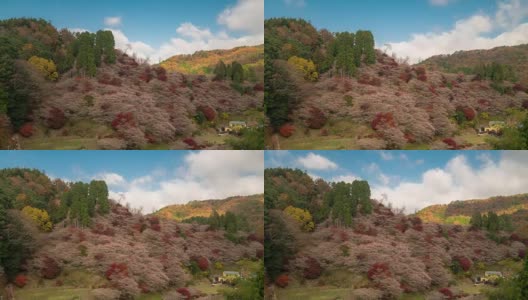 延时:小原樱与秋红叶离开日本丰田名古屋高清在线视频素材下载