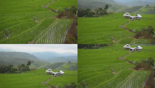 淘金:白色天空下的Pa Pong Pieng稻田高清在线视频素材下载