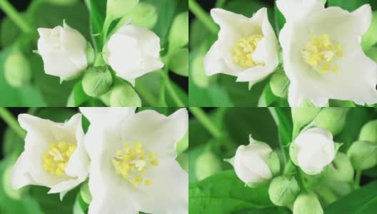 白色的野玫瑰盛开HD高清在线视频素材下载