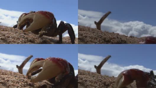 海滩上的红树林蟹高清在线视频素材下载