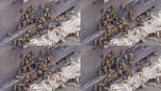 蜜蜂在蜂箱里高清在线视频素材下载