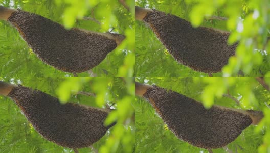 大蜂巢在树上高清在线视频素材下载