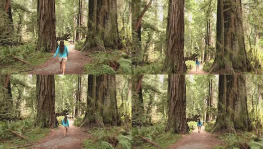 女徒步旅行者探索古老的生长森林红杉国家公园加利福尼亚高清在线视频素材下载