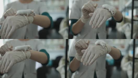 在实验室里，一只白鼠在一位女士的手掌上行走高清在线视频素材下载