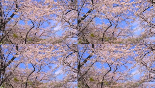 樱花映衬着湛蓝的天空高清在线视频素材下载