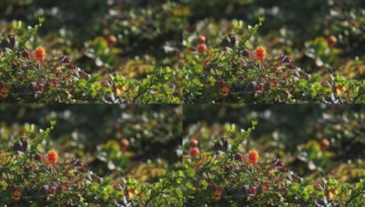 成熟的橘红色的云莓在绿叶的背景上。高清在线视频素材下载