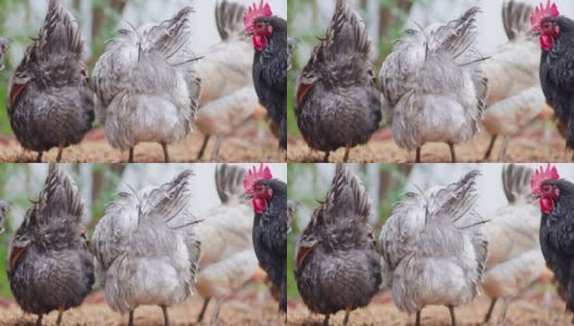 南加州的后院养鸡高清在线视频素材下载
