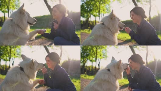 一名女子在公园里给瑞士牧羊犬喂食高清在线视频素材下载