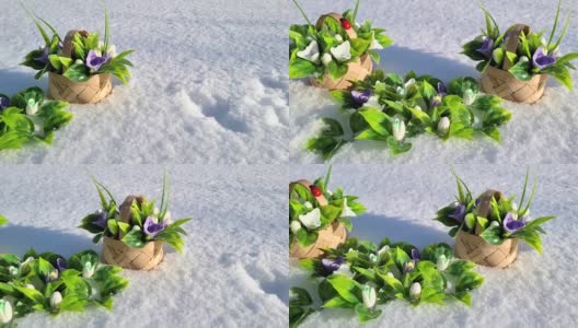 春天的第一朵花是雪花莲，在一个阳光明媚的霜冻日子里，放在雪中，做成手工制作的小篮子里高清在线视频素材下载