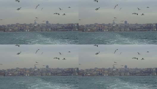 海鸥在亚洲和欧洲之间的伊斯坦布尔轮渡后面飞翔。高清在线视频素材下载