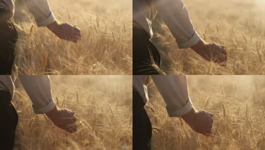 农民在麦田里走着，用手摸着玉米穗高清在线视频素材下载