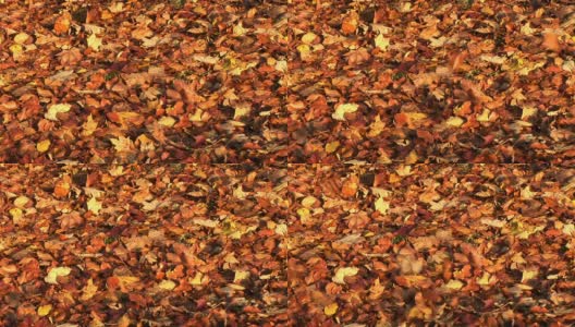 地板上的秋叶高清在线视频素材下载