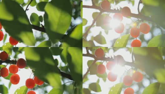 高清多莉:树上的樱桃高清在线视频素材下载