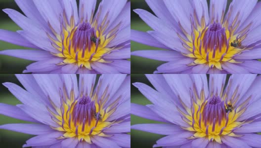 蜜蜂在lotus高清在线视频素材下载