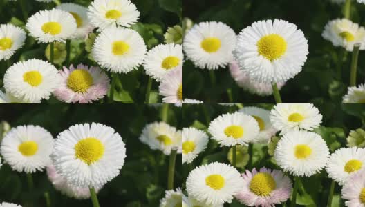 Daisy Flowers in spring高清在线视频素材下载