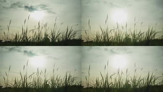 夕阳余晖下的高草。高清在线视频素材下载
