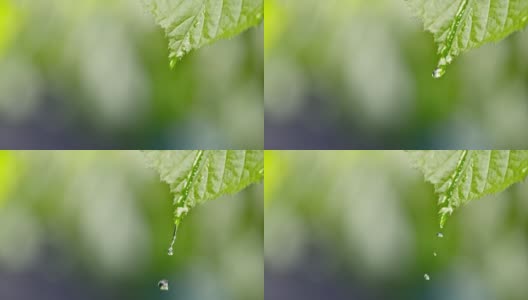 雨滴滑下一片绿叶高清在线视频素材下载