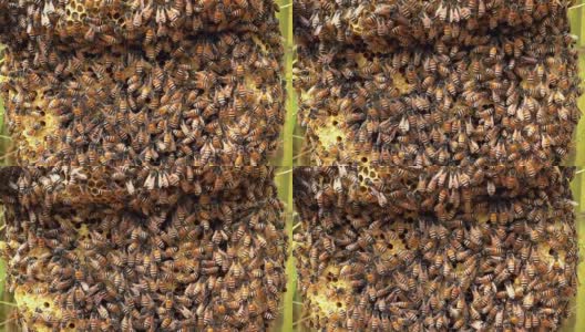 野蜂的蜂巢高清在线视频素材下载