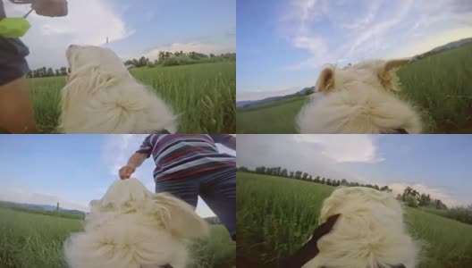 一只狗在草地上给他的主人带玩具高清在线视频素材下载