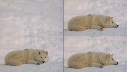北极狼放松(DVCPRO-HD)高清在线视频素材下载